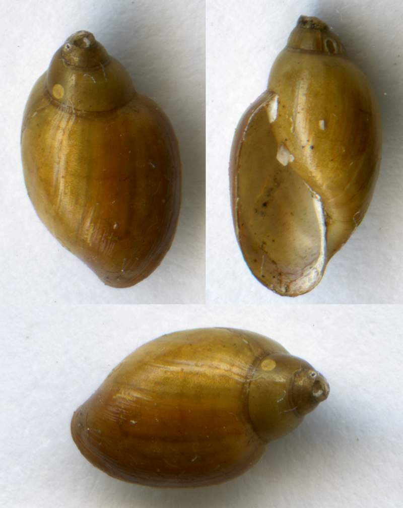Physa (Physella) acuta Draparnaud, 1805
